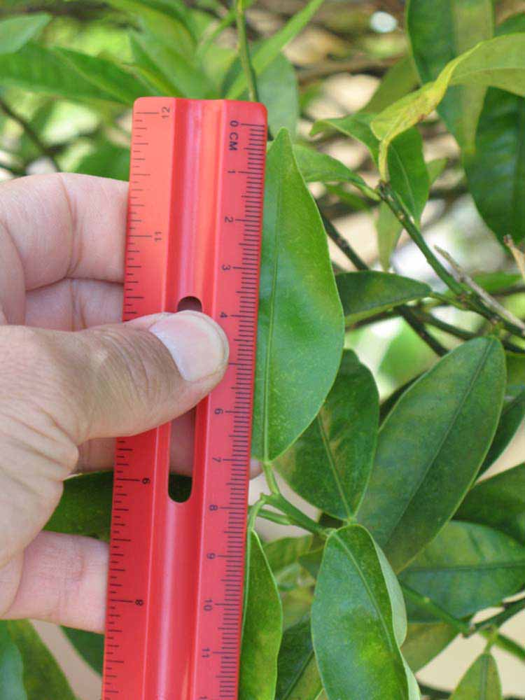              Unifoliolate leaf (Winter Haven, FL)       